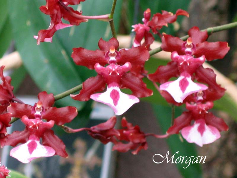 Oncidium%20Sharry%20Baby%20_Sweet%20Fragrance_%20303.jpg