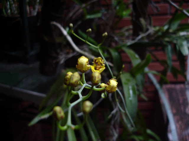 oncidium%252520bifolium%252520awakaning.JPG