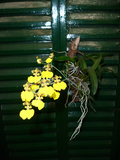 oncidium%252520bifolium%252520catamarca.JPG