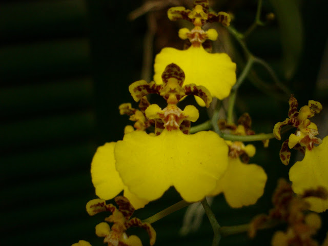 oncidium%252520bifulium%252520catamarca%252520detalle.JPG