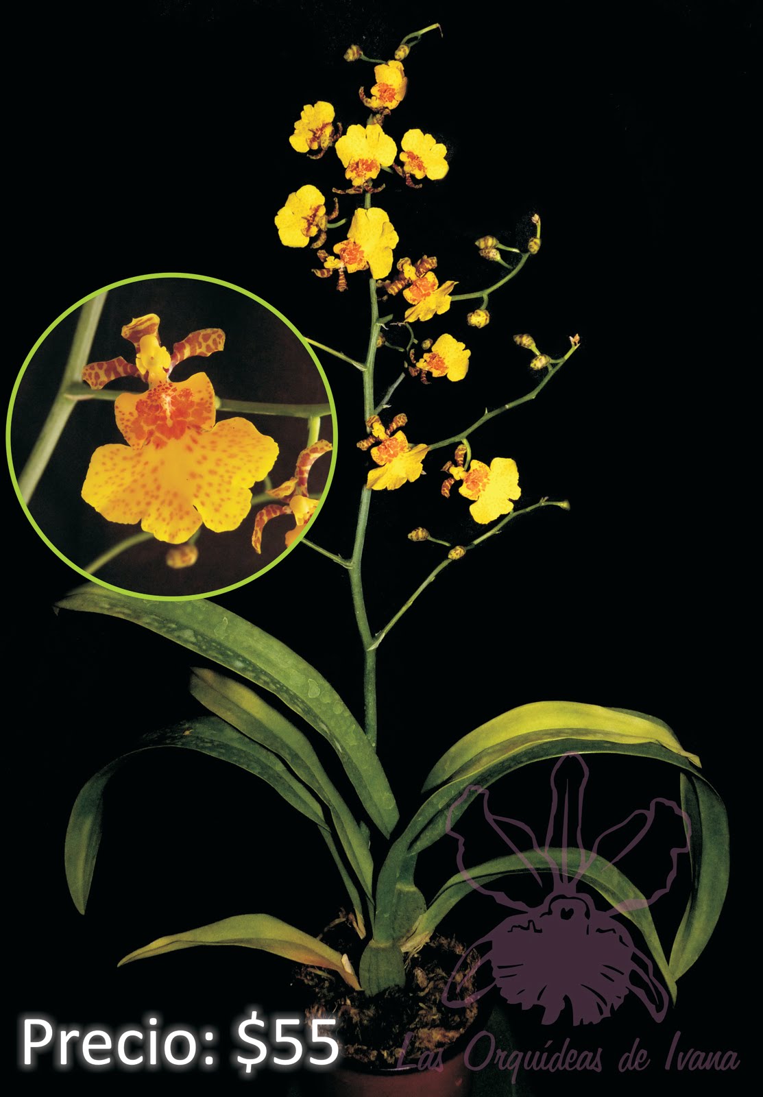 Oncidium%2BEl%2BDorado%2527%2527%2527.jpg