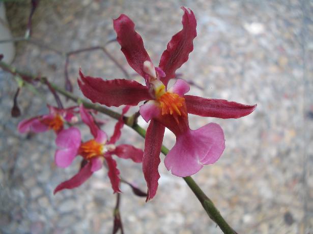 Oncidium-Alex.jpg