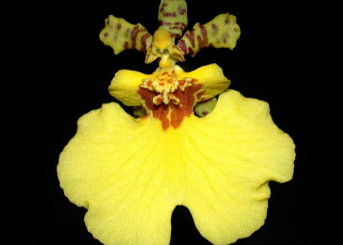 Oncidium Goldiana.jpg
