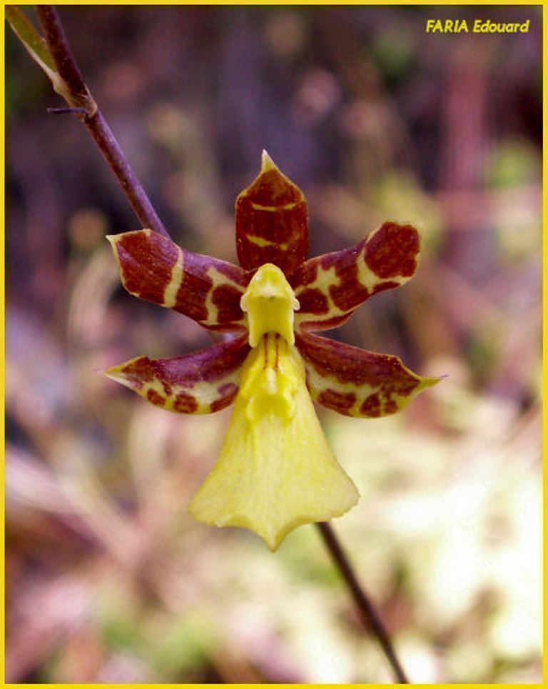 Oncidium+graminifolium.jpg