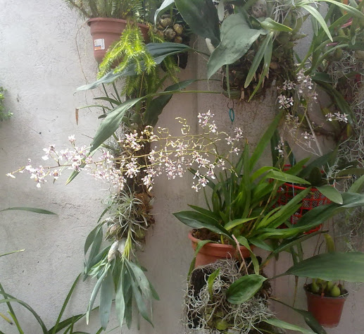 Oncidium+incurvulum.jpg