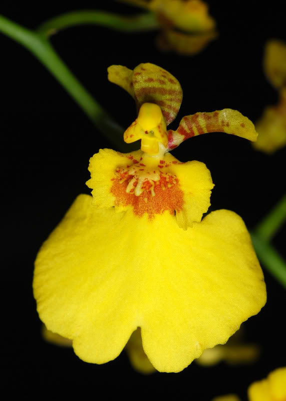 oncidium.jpg