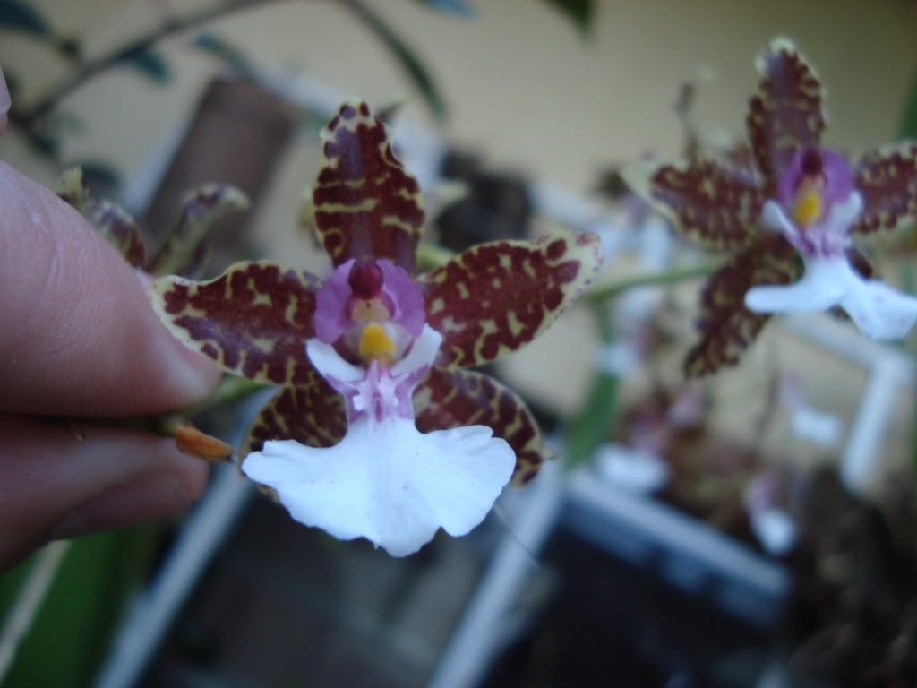 oncidium.jpg