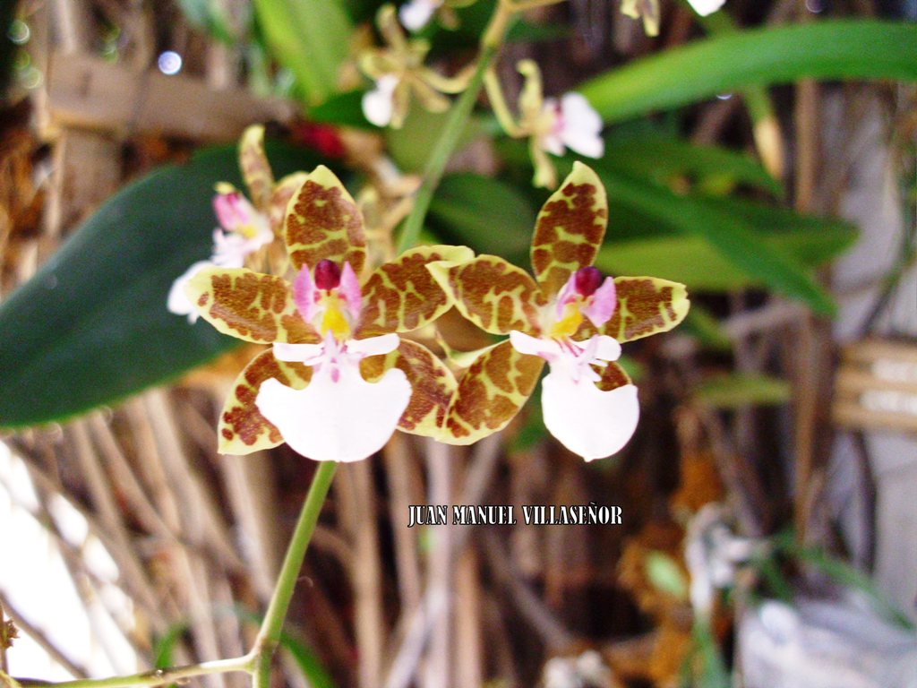 Oncidium+leucochilum-16+may+2011+(4).JPG