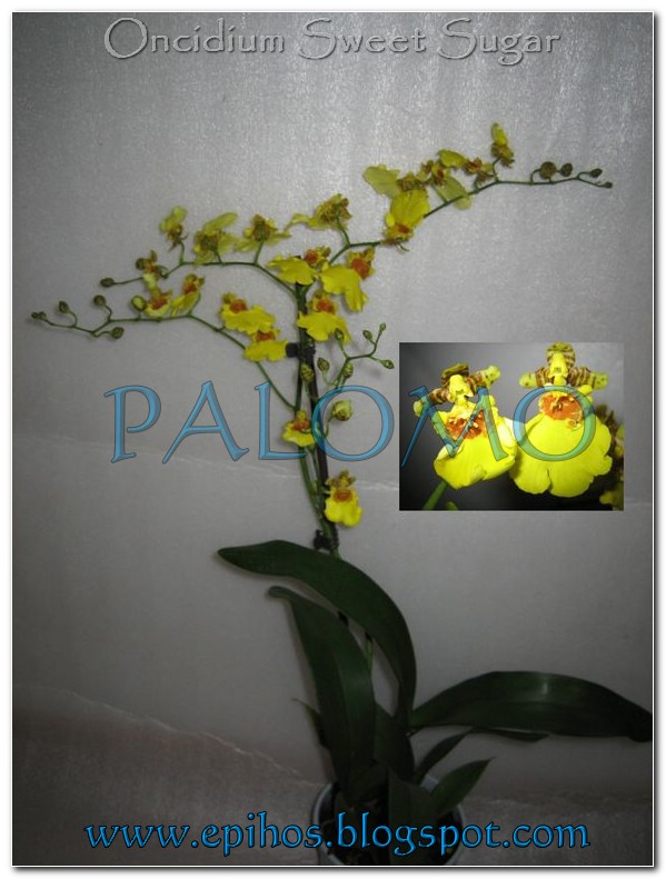 Oncidium+Sweet+Sugar.jpg