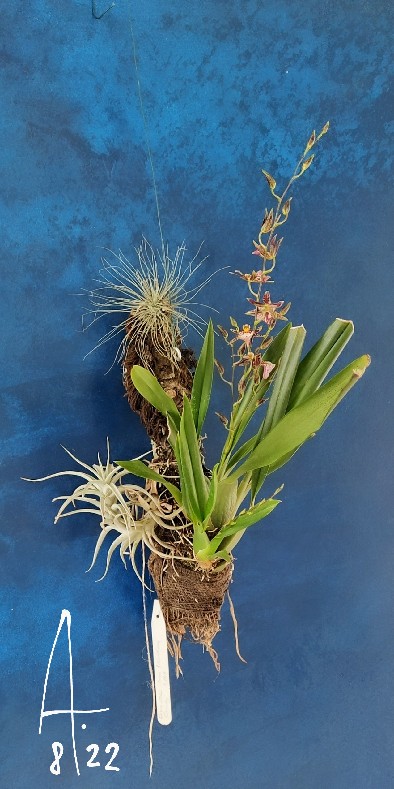 Oncidium-Titanium-Treasure-mont.jpg