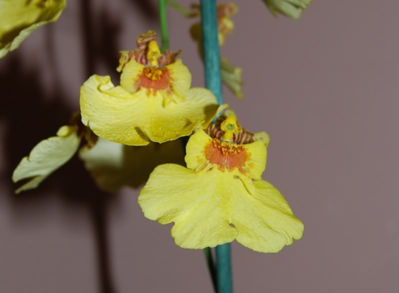 Oncidium3.jpg