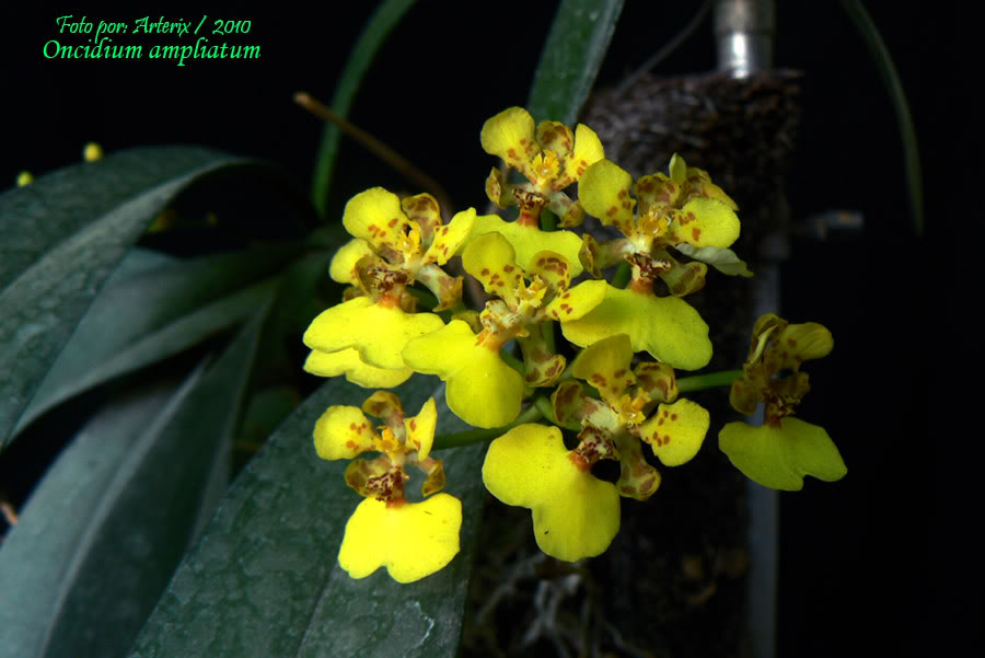 Oncidium_ampliatum_001.jpg