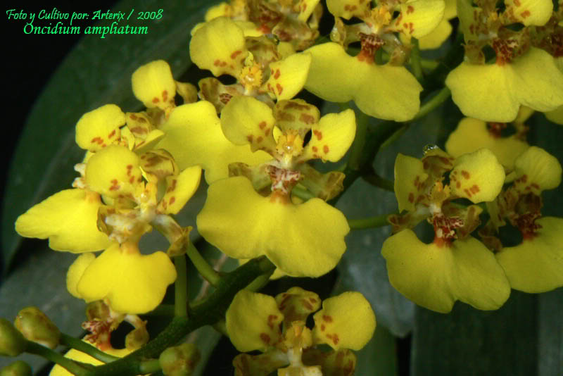 Oncidium_ampliatum_01.jpg