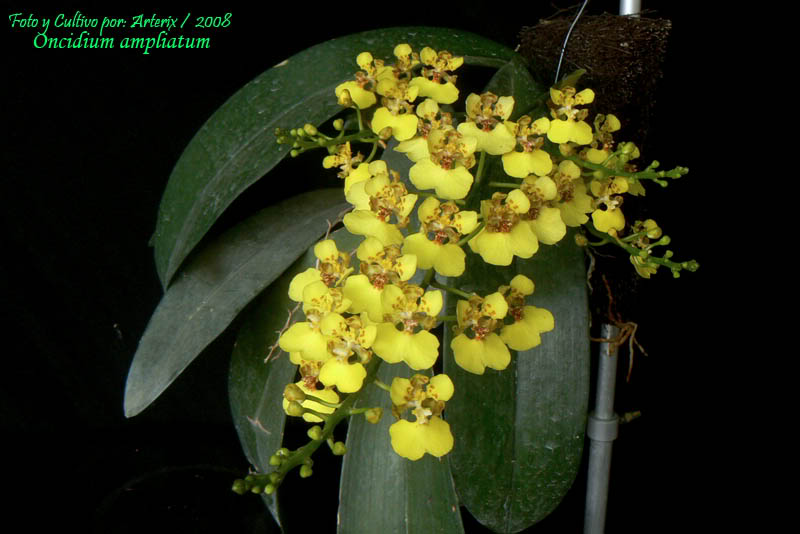 Oncidium_ampliatum_02.jpg