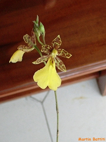 Oncidium_graminifolium.jpg