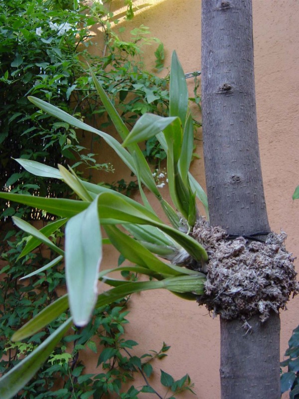 Oncidium_Grower_Ramsay_morera_600_pic.jpg