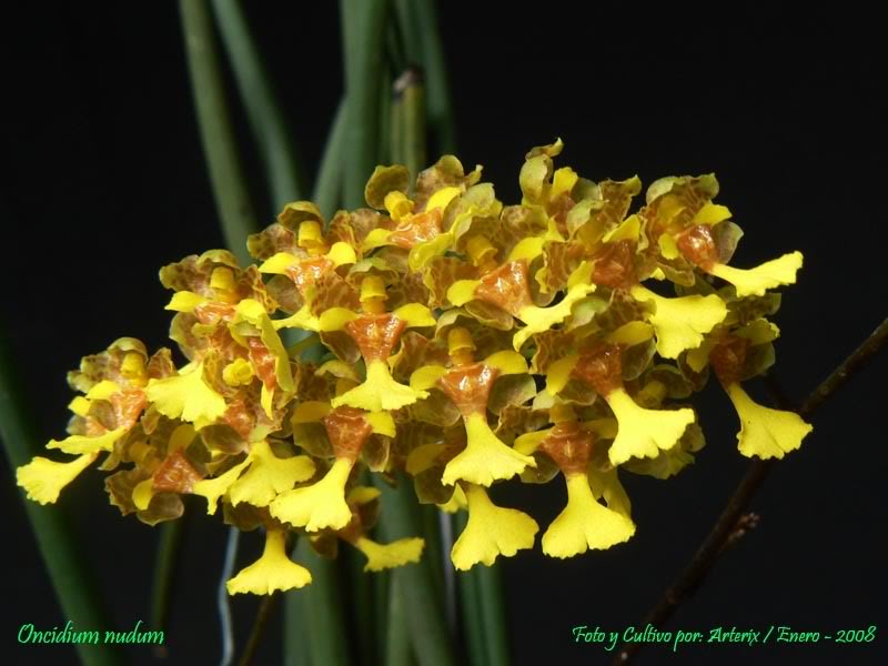 Oncidium_nudum_01.jpg