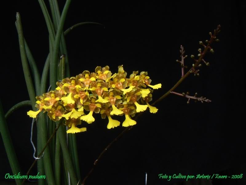 Oncidium_nudum_02.jpg