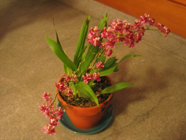oncidium_ornithorrincum_01.jpg