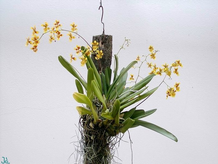 oncidium_robustissimum036.jpg