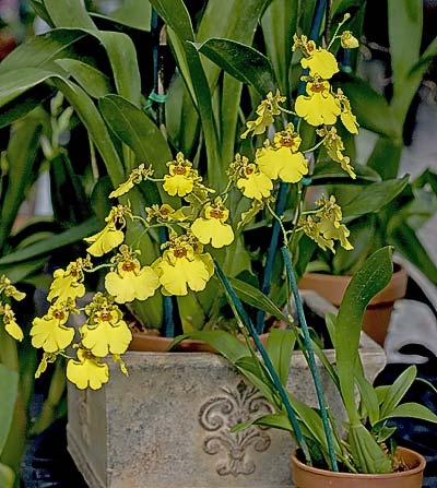 Oncidium_sweet_sugar.jpg