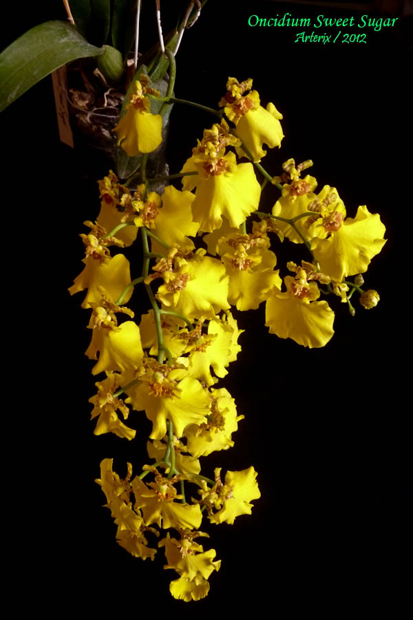 oncidium_sweet_sugar_004.jpg