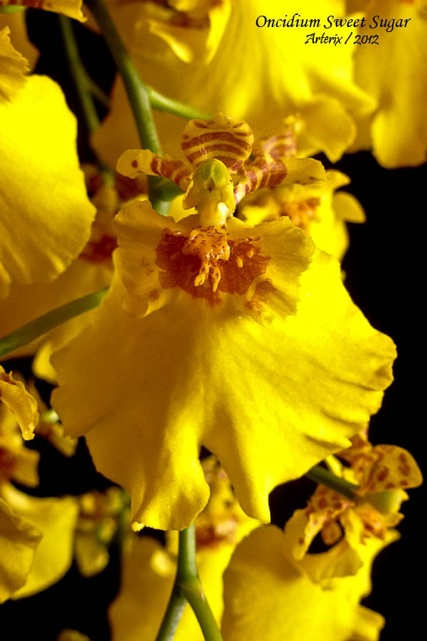 oncidium_sweet_sugar_005.jpg