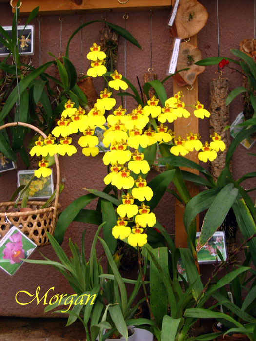 Oncidium_Sweet_Sugar_Angel_300.jpg