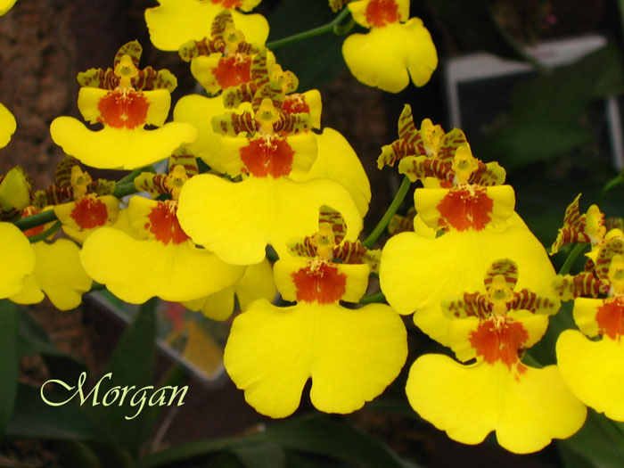 Oncidium_Sweet_Sugar_Angel_304.jpg