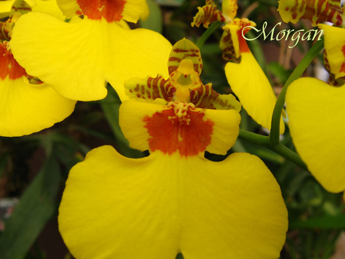 Oncidium_Sweet_Sugar_Angel_306.jpg