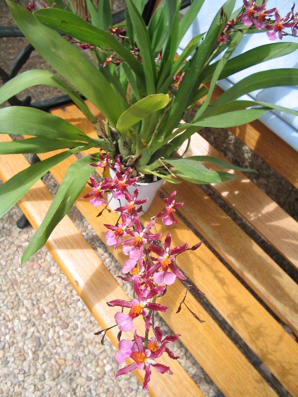 Oncidium_Von_Holm.jpg