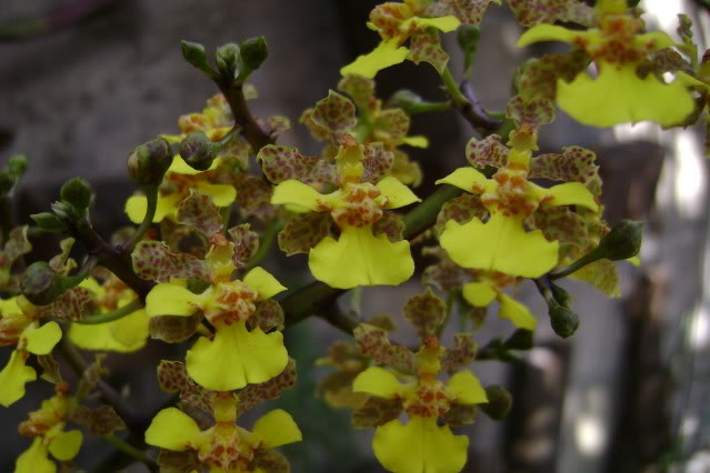 Oncidiumcebolleta12.jpg