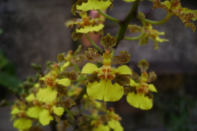 Oncidiumcebolleta13.jpg