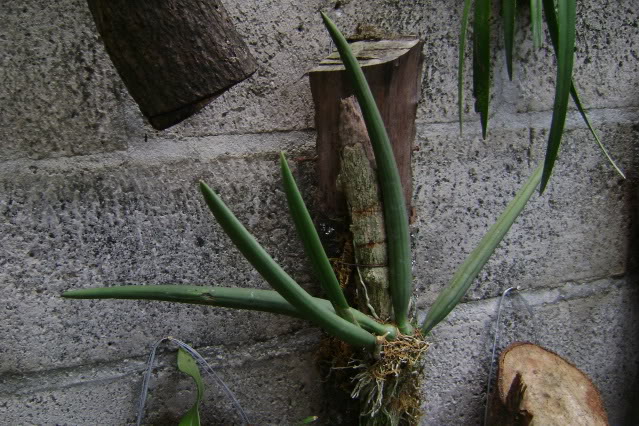 Oncidiumcebolleta19.jpg