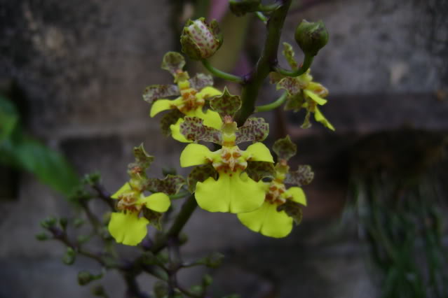 Oncidiumcebolleta5.jpg