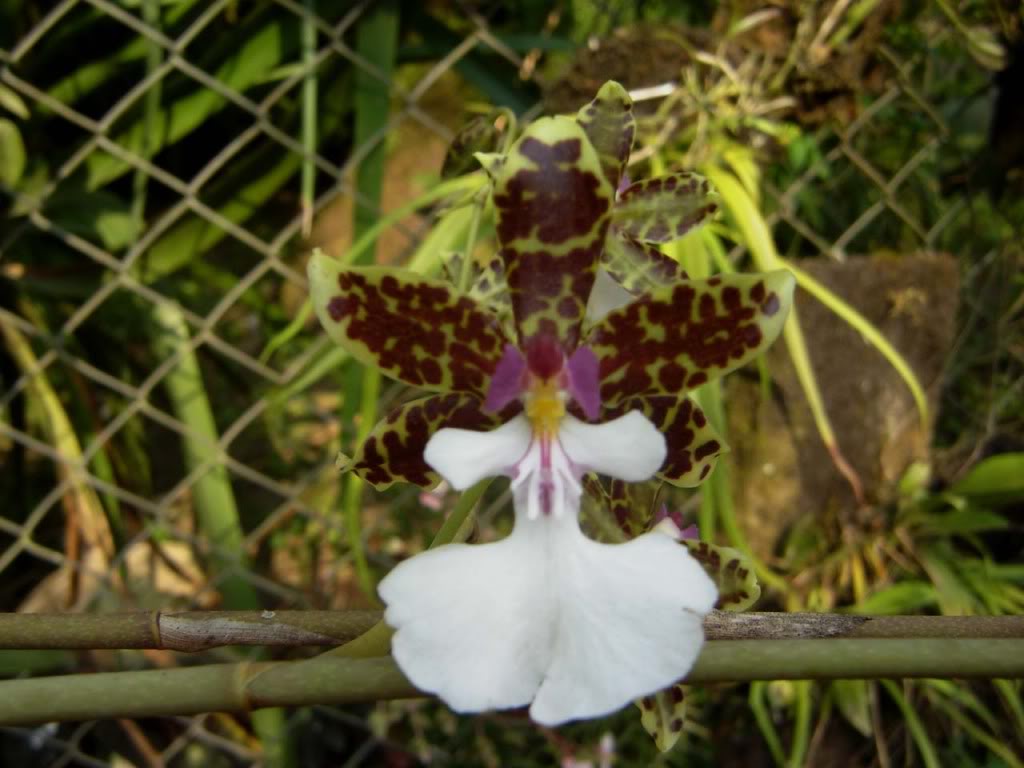 Oncidiumleucochilum.jpg