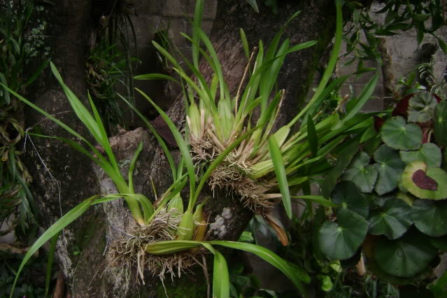 Oncidiumsphacelatum1.jpg