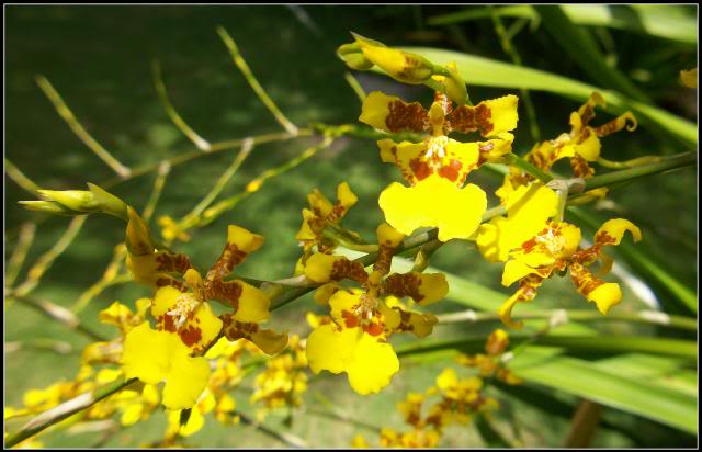 Oncidiumsphacelatum1.jpg