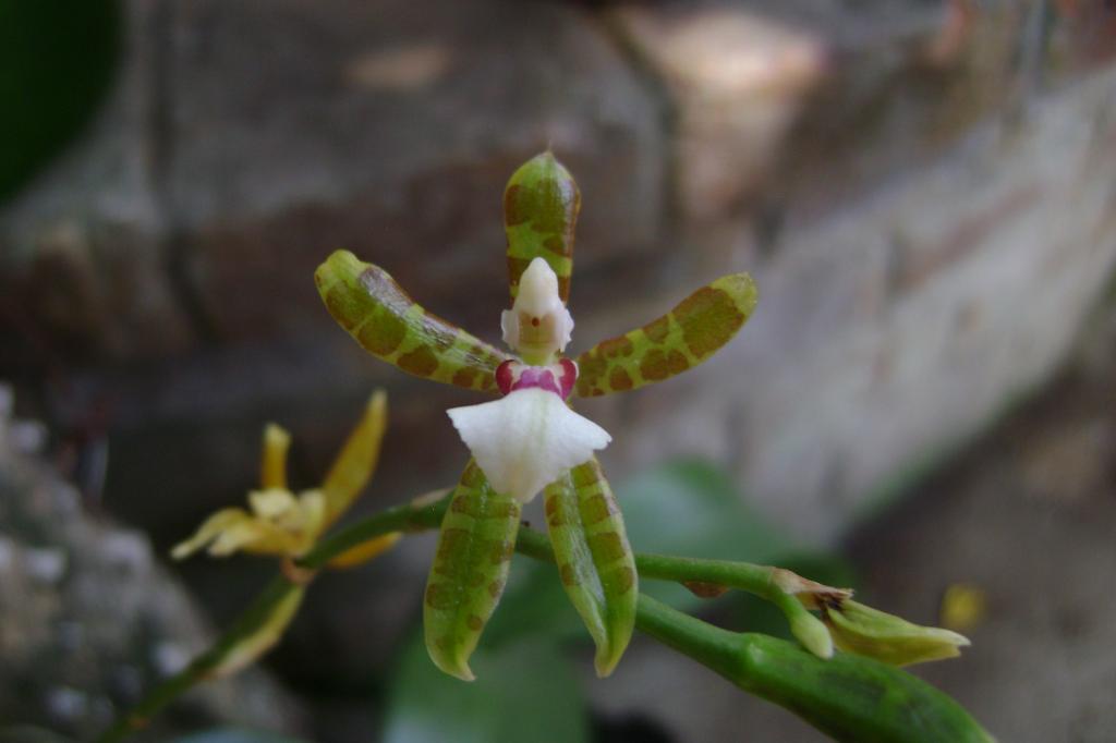 Oncidiumstenoglossum18_zpsa692bd24.jpg