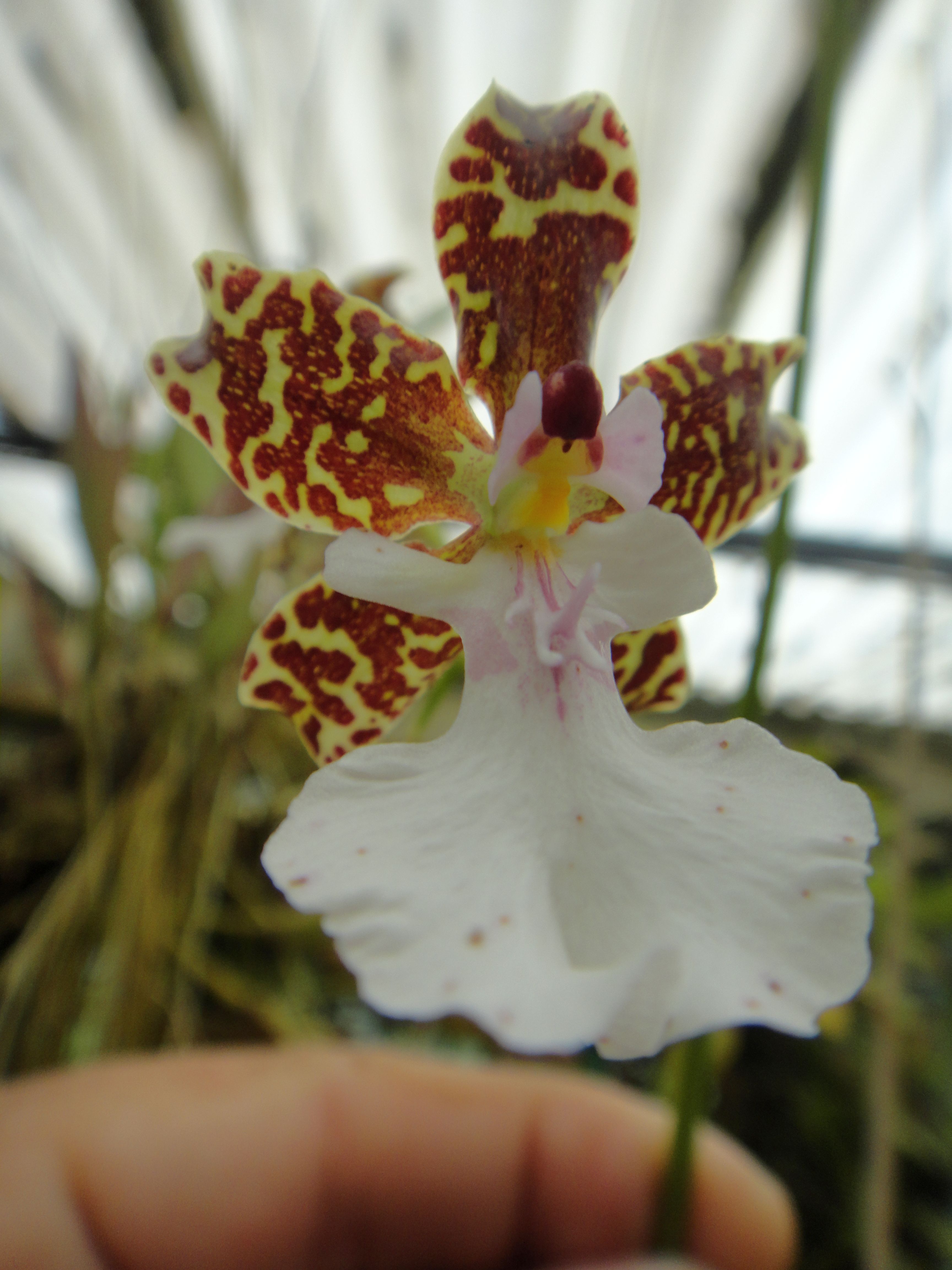 oncleucochilum.jpg