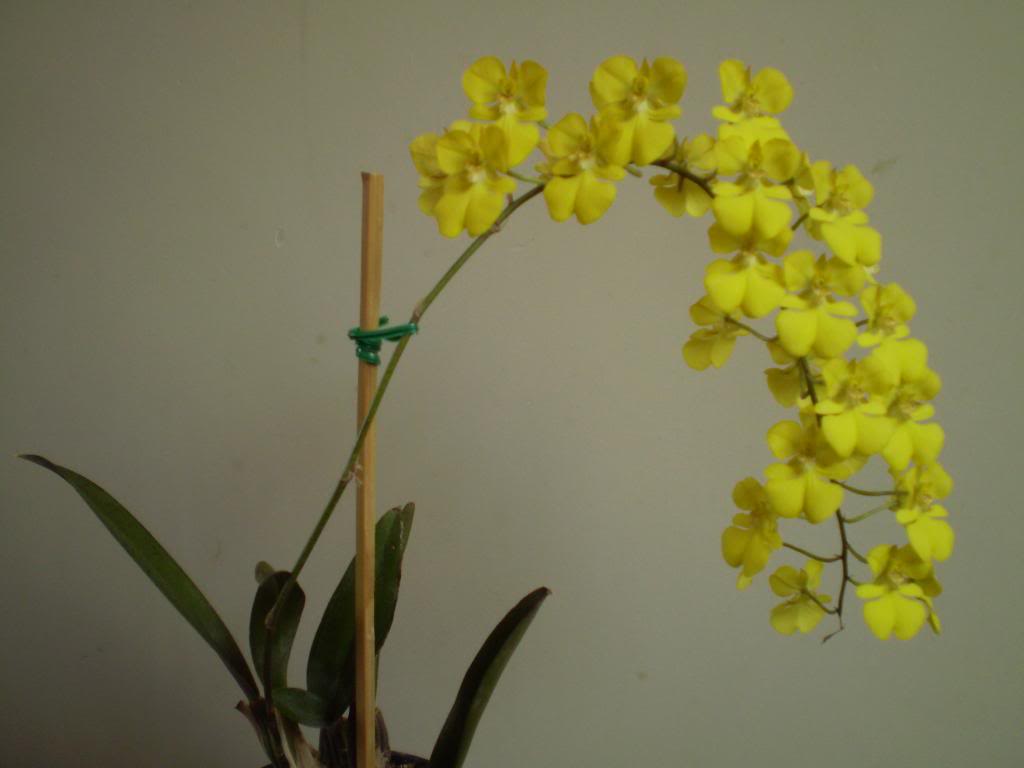OncOnustum1com_zpsd8968874.jpg