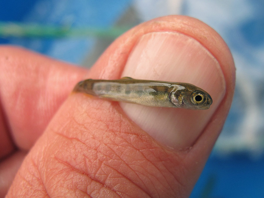 Oncorhynchus-mykiss-fry.jpg