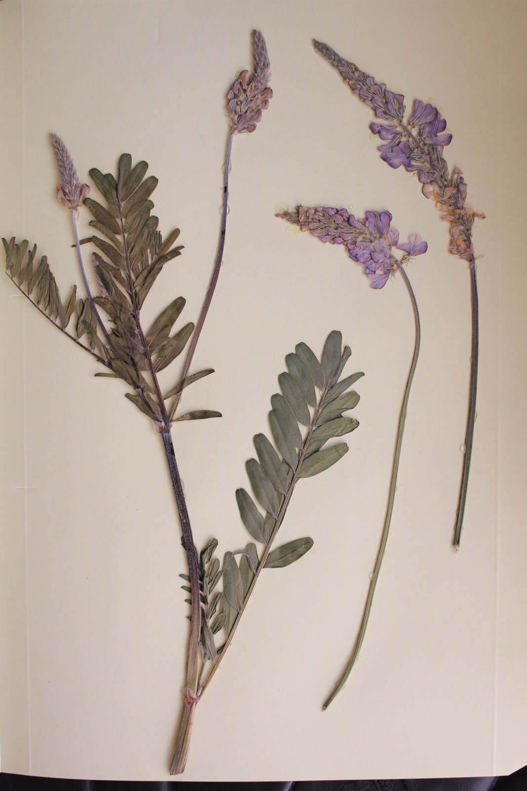 onobrychis-viciifolia-esparceta.jpg
