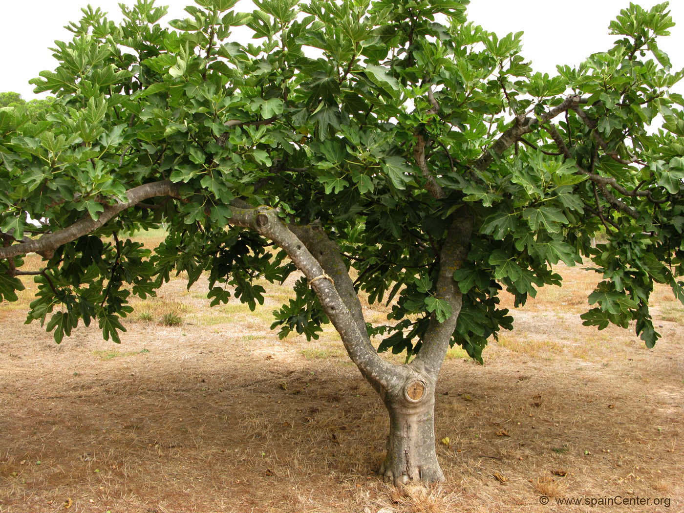 onteniente-higuera-001.jpg