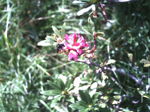 oooh_167_rhododendron_ferrugineum.JPG