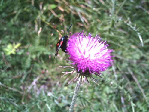 oooh_168_zygaena.JPG