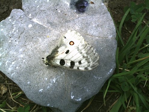 oooh_287_parnassius_apollo.JPG