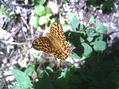 oooh_290_argynnis_paphia.JPG