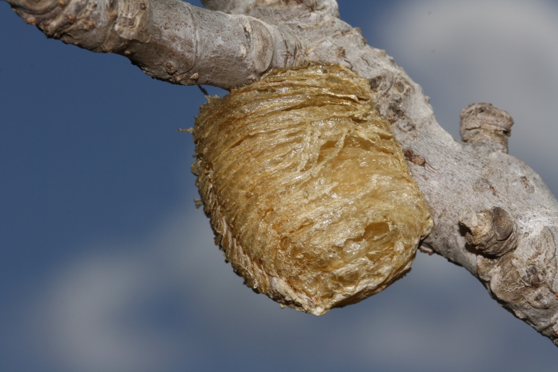 Ooteca_3771.jpg