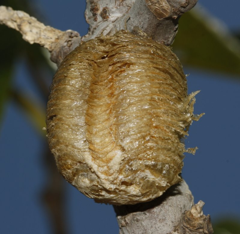 Ooteca_3772.jpg